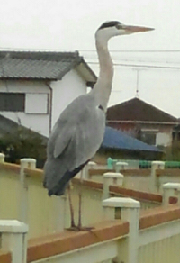 あおさぎ